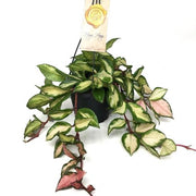 Hoya carnosa tricolor 14/35 Plants Almost Paradise Berlin